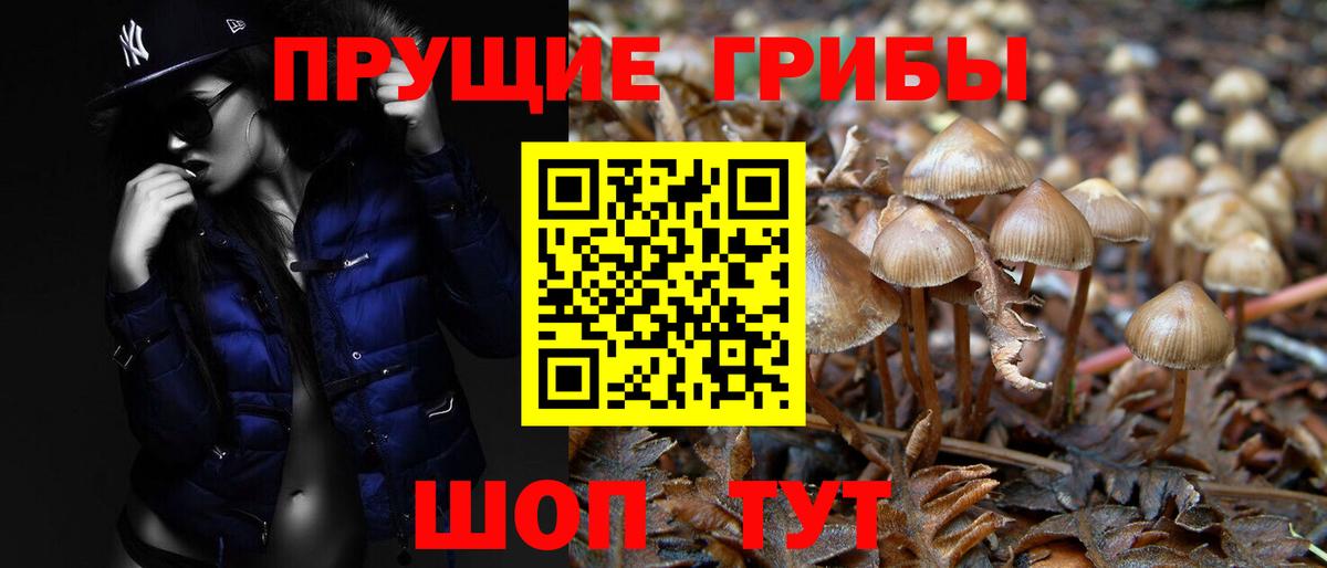 Псилоцибиновые грибы Psilocybe  Вход с VPN  Пятигорск 
